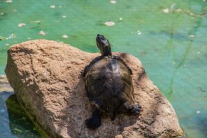 Animais são extraviados do zoológico de Goiânia