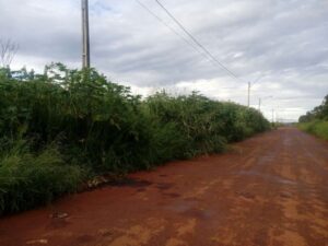 Moradores protestam por precariedade em pontos de ônibus e mato alto