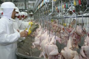 Produção de carne de frango deve cair em 2016