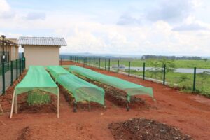 Emater/GO ensina pacientes do Credeq a cultivarem horta