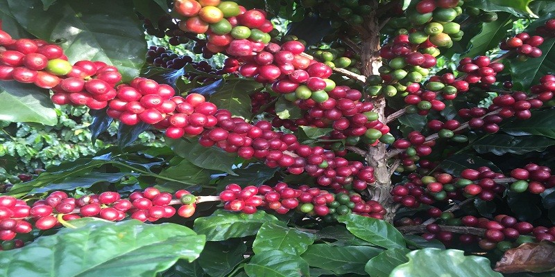 Fazenda em município goiano produz o 6º melhor café do país