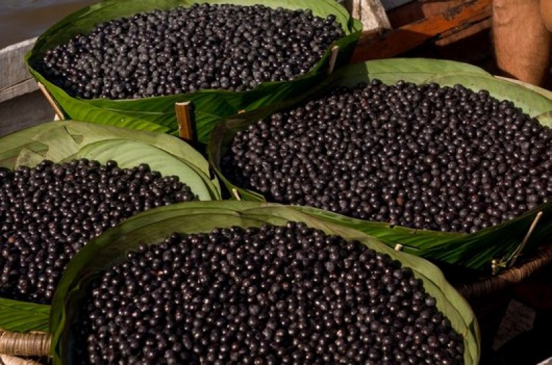 Açaí teve maior valor de produção na extração vegetal em 2016