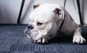 Como lidar com pets que sofrem de doenças articulares