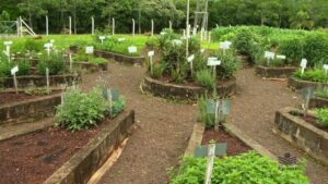 Terapias alternativas chegam ao SUS