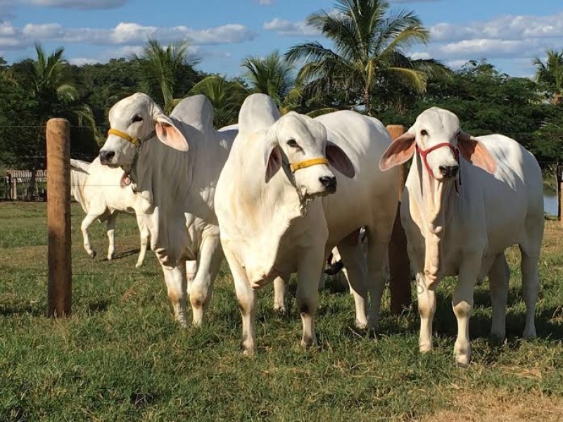 Leilão da raça Tabapuã em Goiânia deve movimentar mais de R$ 500 mil