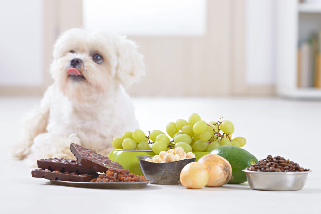 11 frutas que você não pode oferecer ao seu cachorro