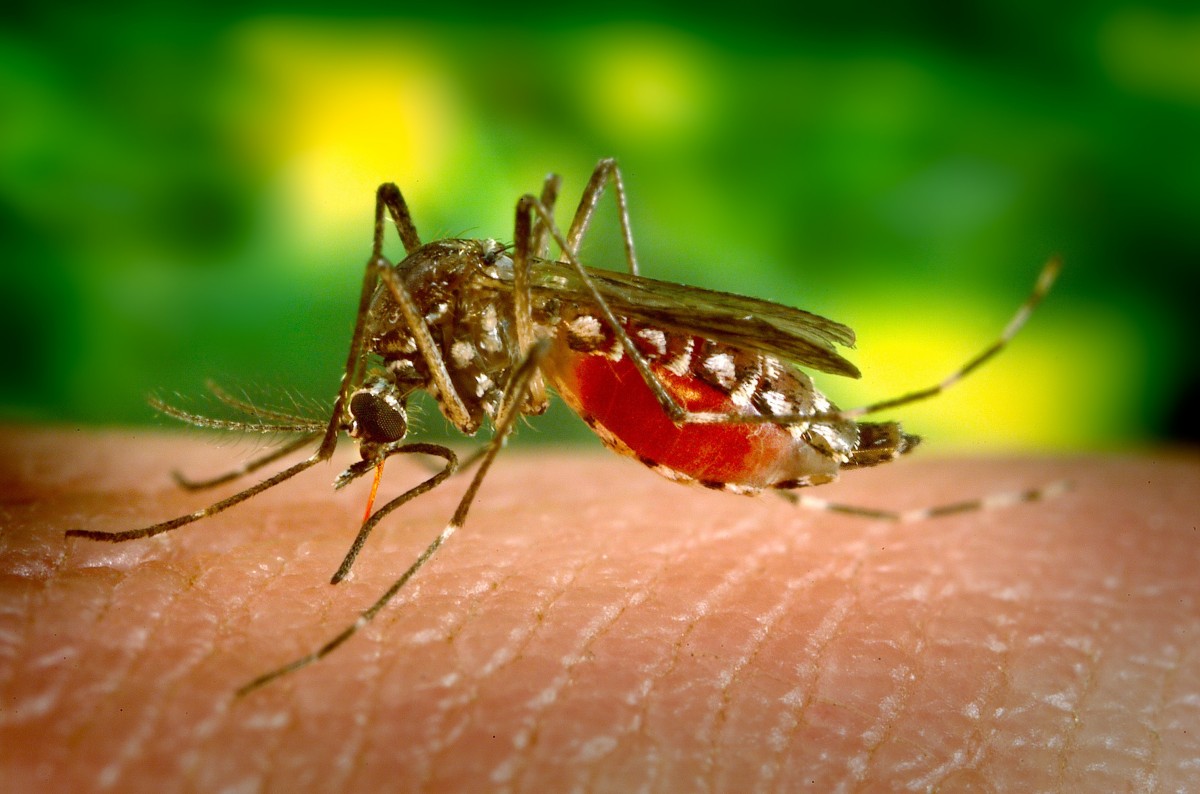 mosquito biting female parasite disease sucking insect pest 921521