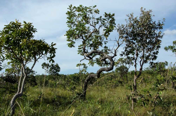 o cerrado segundo maior bioma america sul segundo maior bioma brasil uma formacao vegetal rica em biodiversidade 5be0a3d2105ea