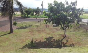 Reeducandos realizam serviços de jardinagem na UEG de Santa Helena de Goiás