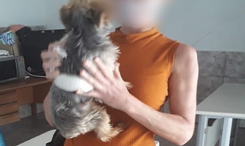 Cachorro furtado em Aparecida de Goiânia é encontrado em anúncio da OLX