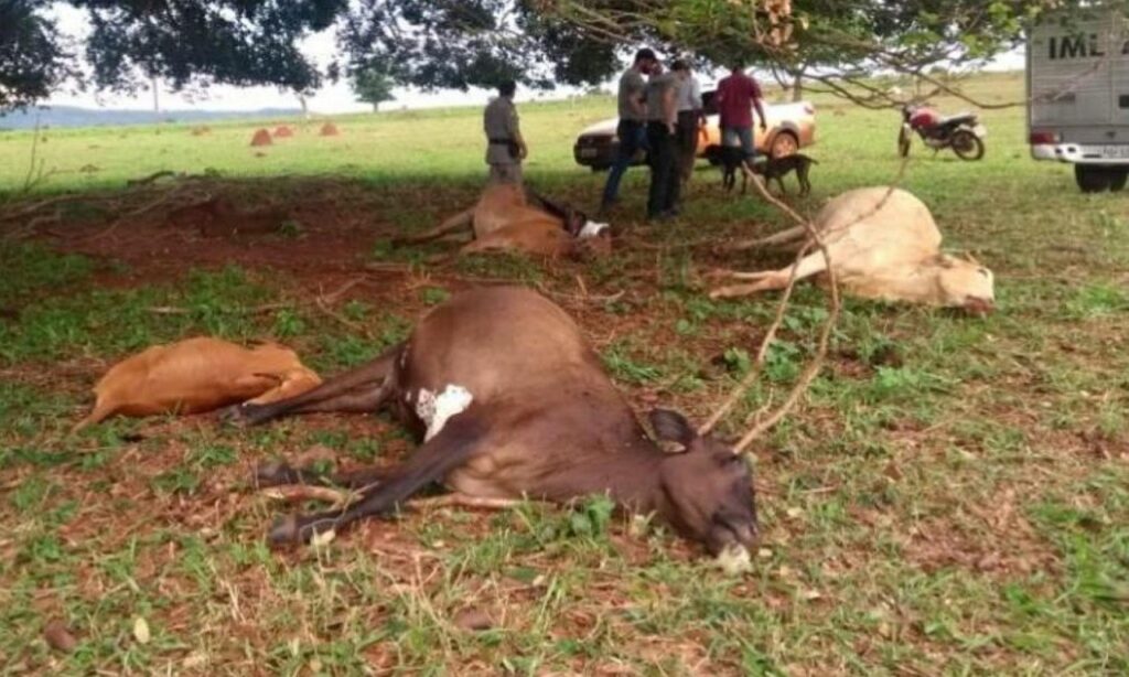 Fazendeiro e animais morrem atingidos por raio