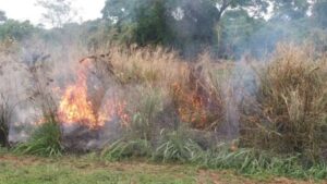 Mulher é presa colocando fogo nas margens da BR-050