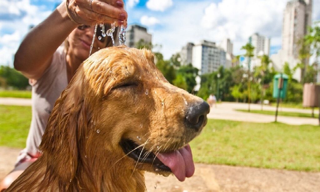 Saiba como cuidar do seu pet em dias de muito calor