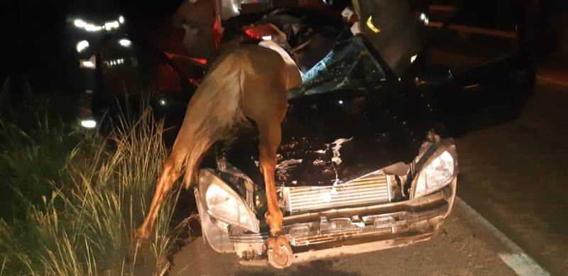 Idosa morre após colisão entre carro e um animal que atravessa a estrada