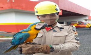 Corpo de Bombeiros Militares de Quirinópolis resgatam um filhote de arara que caiu do ninho.