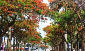 Flamboyants colorem  a paisagem de Goiânia