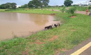 Cão auxilia bombeiros na busca por corpo do dono que se afogou