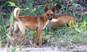 Aparecida de Goiânia possui cerca de 10 mil cachorros abandonados