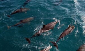 Entretenimento com animais silvestres traz riscos à saúde