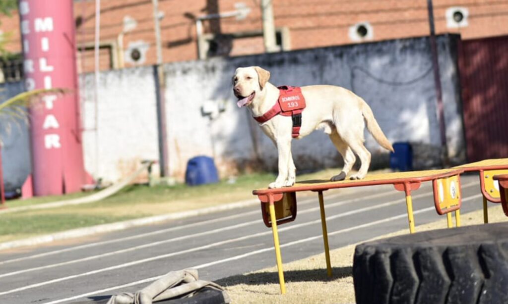 Conheça os cães “Bombeiros” que atuam como verdadeiros heróis em Goiás