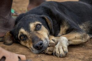 Assembleia aprova projeto de lei para castração de animais de rua