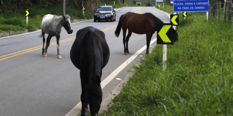 Aplicativos podem proteger animais silvestres em rodovias