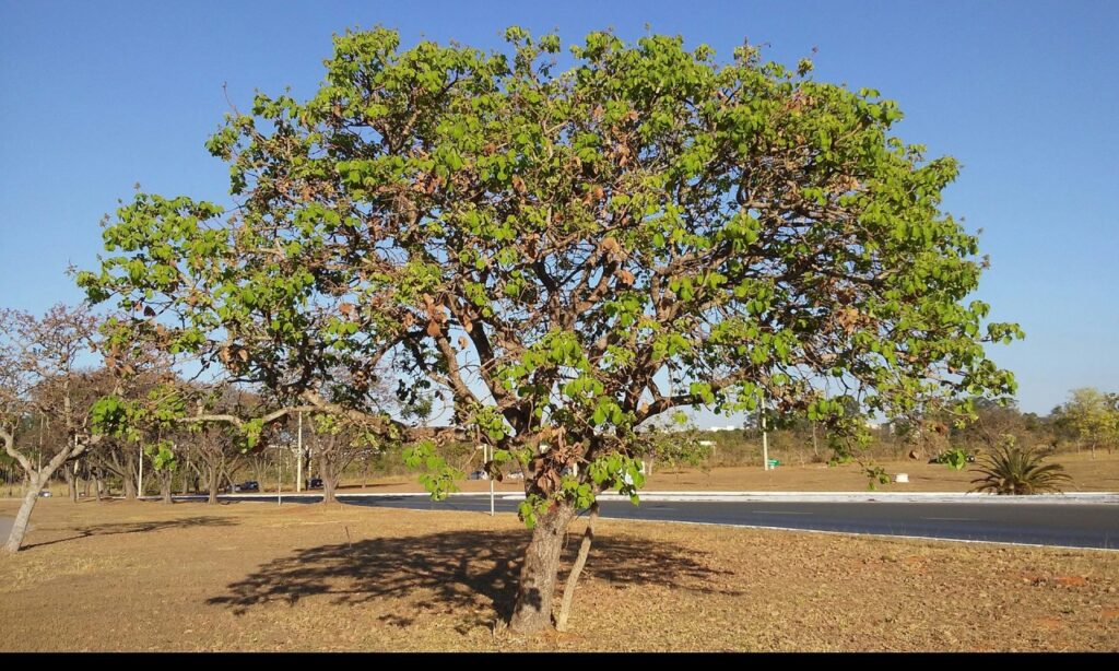 Pesquisador estuda produção de biocombustíveis com resíduos de frutos do Cerrado