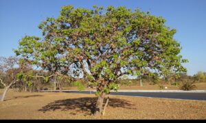 Pesquisador estuda produção de biocombustíveis com resíduos de frutos do Cerrado