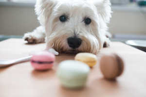 Diabetes: especialista alerta os tutores sobre como a doença pode afetar os pets