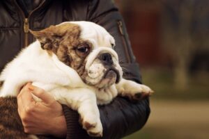 Cuidados para evitar a obesidade dos pets