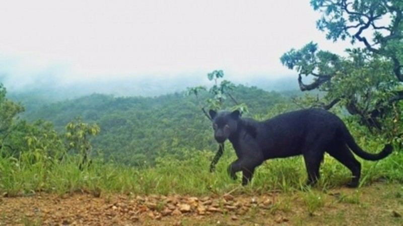 Onça Preta aparece em fazenda de Planaltina de Goiás