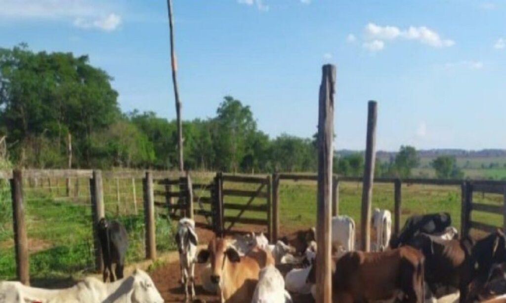 Animais furtados em Sanclerlândia são encontrados em Trindade-GO