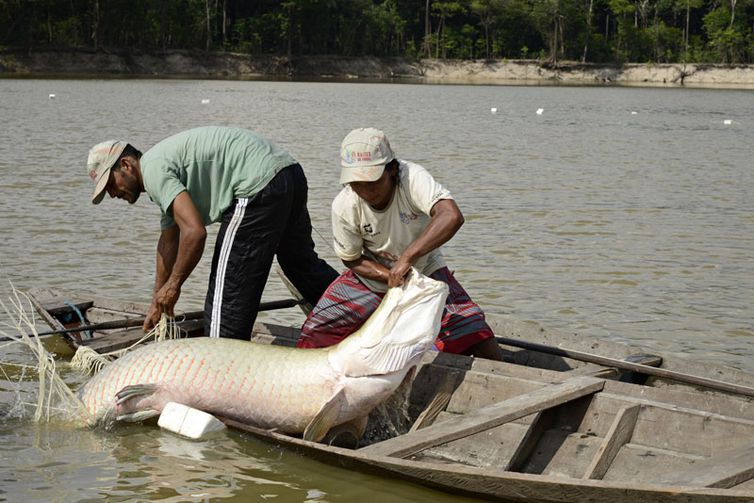 Pesquisa indica peixes que podem ser consumidos por brasileiros