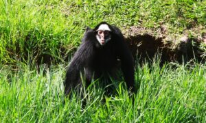 Zoológico busca proteger animais do novo coronavírus