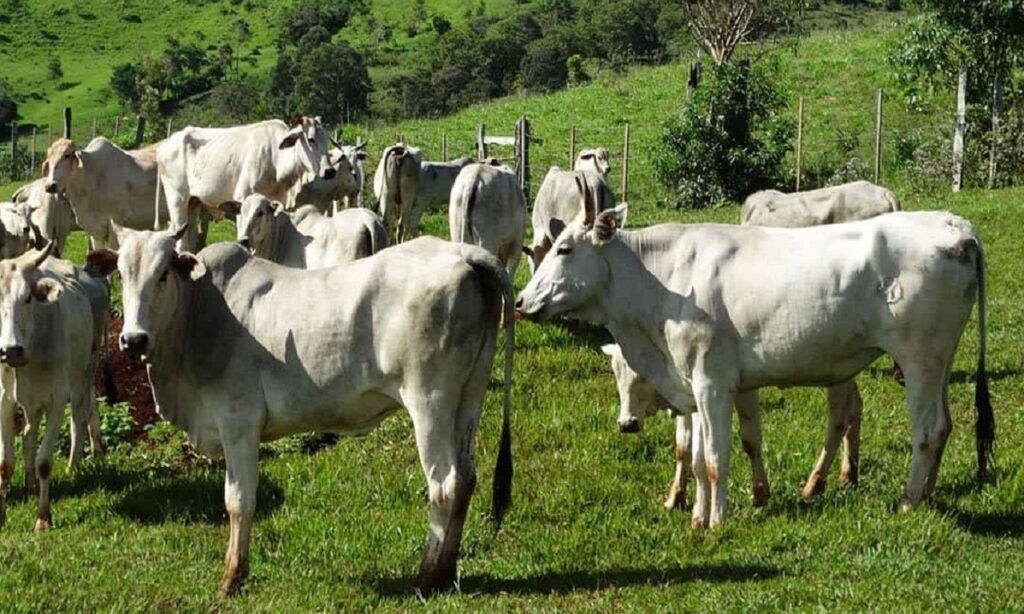 Embrapa apresenta novo plano diretor para próximos 10 anos