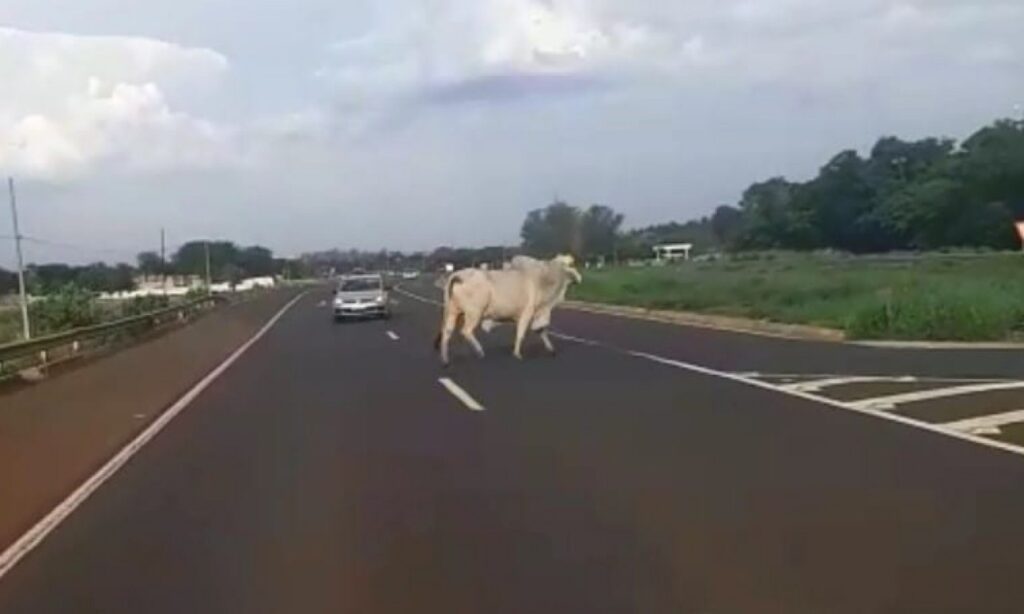 Boi solto na rodovia quase provoca acidente na BR-060