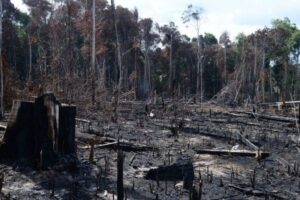 Desmatamento é principal preocupação do brasileiro