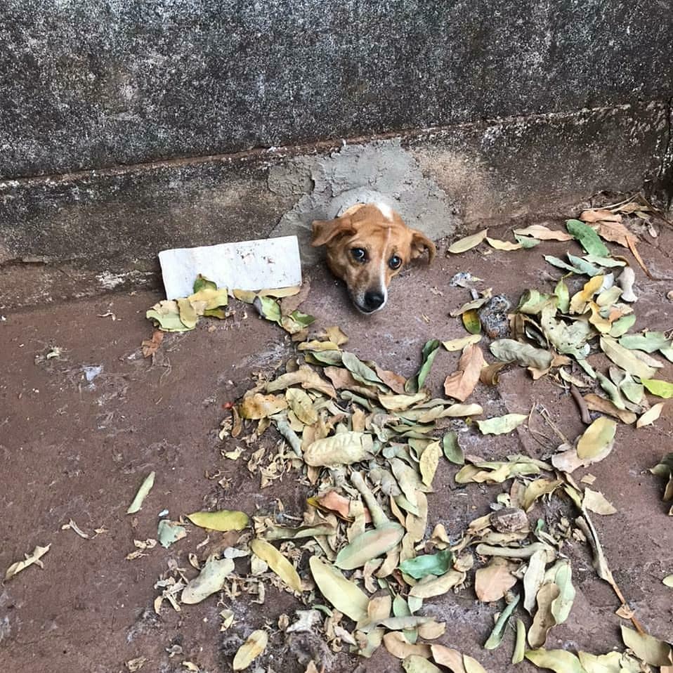 Bombeiros resgatam cachorro que ficou preso em buraco no muro