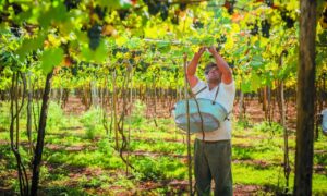 Exportação aérea impulsiona comércio de frutas