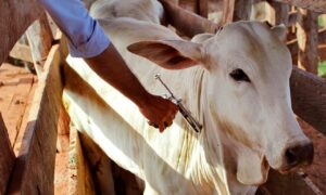 Campanha de vacinação contra febre aftosa começa neste domingo