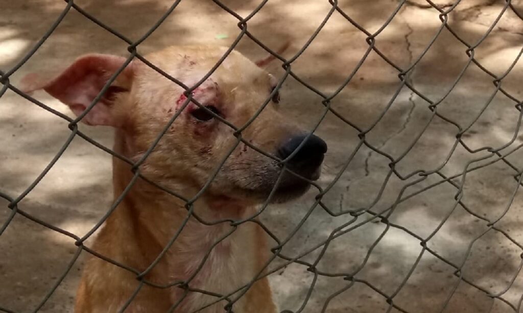 Deputados abraçam causa animal e  ampliam discussão sobre abandono e maus tratos na Alego