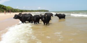 Ilha de Marajó surpreende pelas belezas naturais e lendas cheias