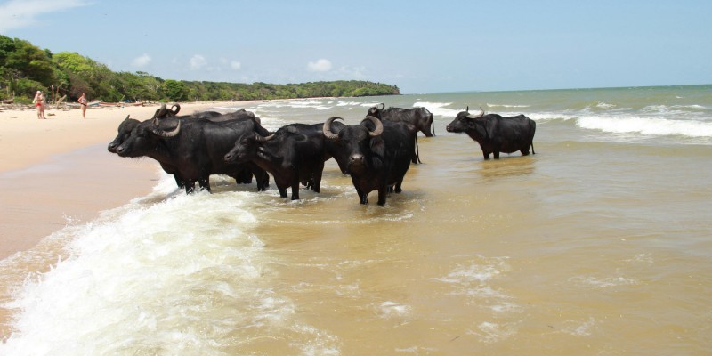Ilha de Marajó surpreende pelas belezas naturais e lendas cheias
