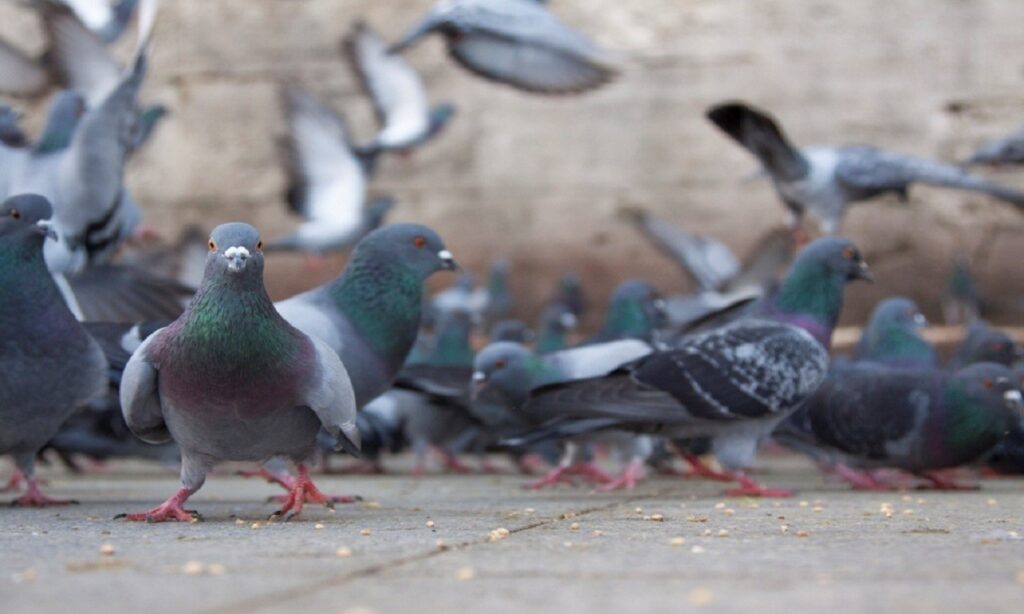 Servidor diagnóstico com ‘doença do pombo’ será indenizado