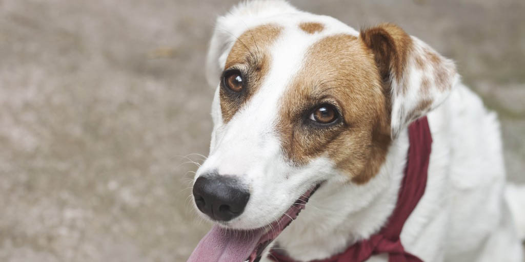 Festival para adoção de animais acontece no próximo sábado