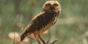 Belezas do Parque Nacional das Emas na série ‘Parques do Brasil'