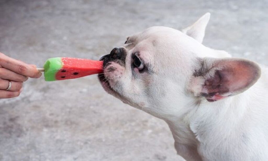 Animais de estimação: os cuidados em dias quentes