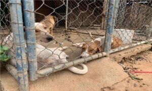 PC resgata mais de 10 cães vítimas de maus tratos em Águas Lindas