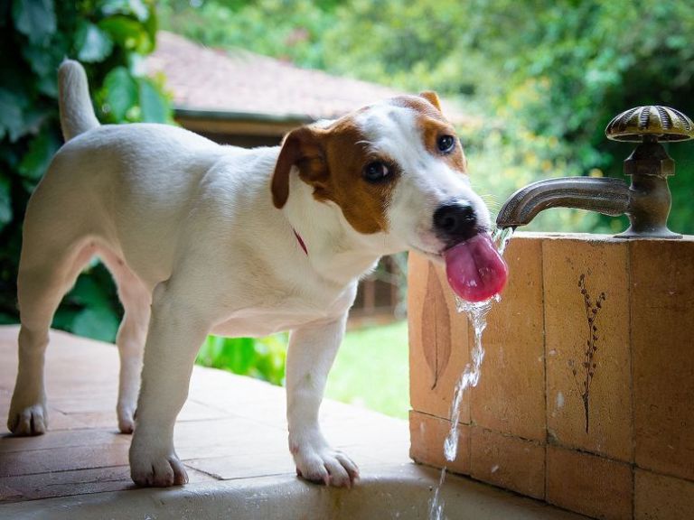 Confira 6 dicas de como cuidar do seu pet nos dias de muito calor