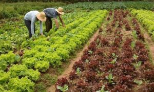 Programa de agricultura familiar recebe inscrições até 15 de novembro